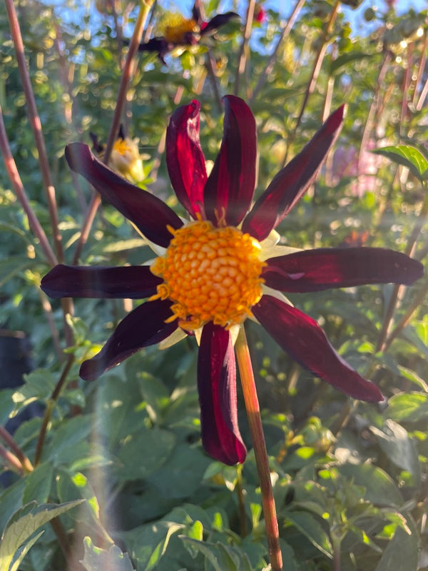 Dahlia Seed - Verrone's Obsidian