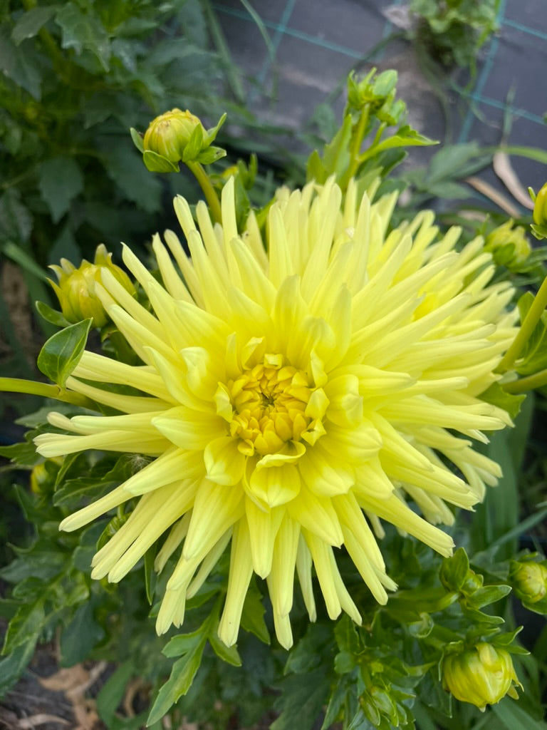 Dahlia - Warraview Grace