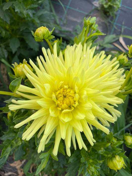 Dahlia - Warraview Grace