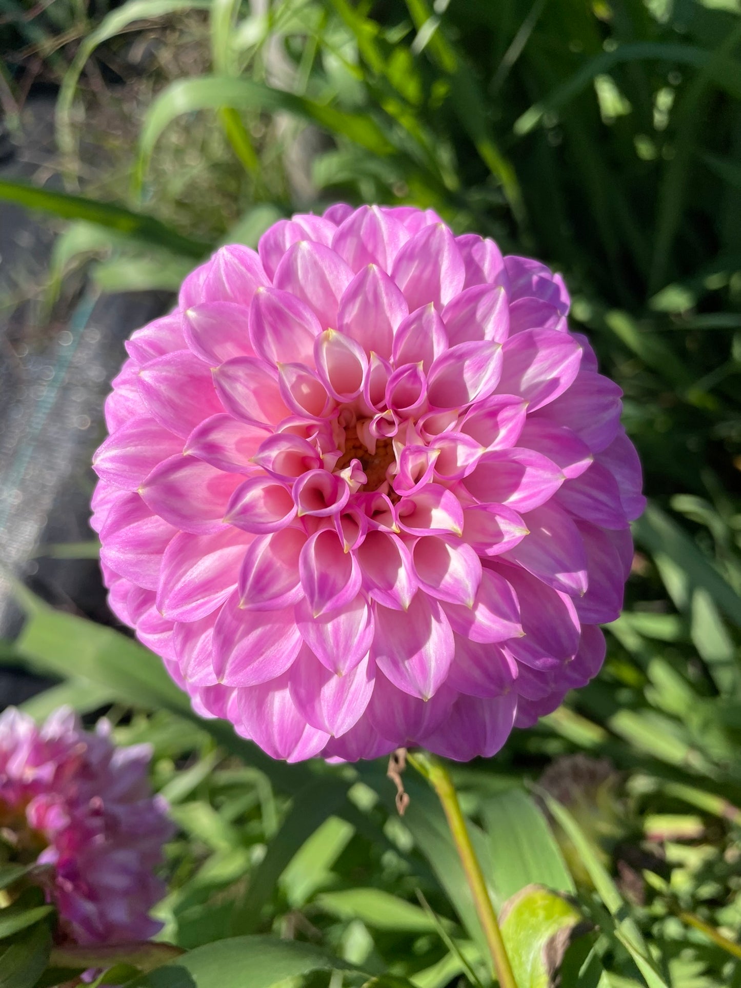 Dahlia - Araluen Leatrice (Max 1 per order)