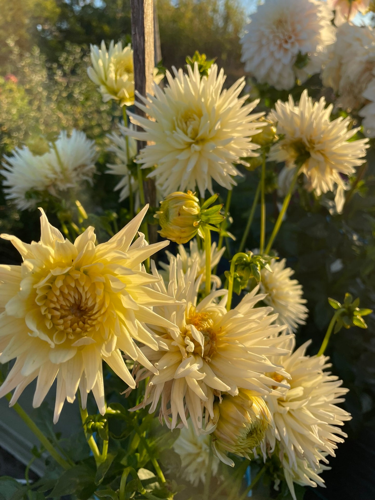 Dahlia - Devon Savannah