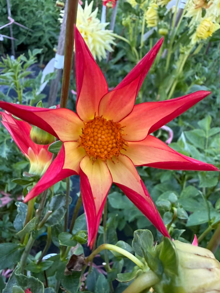 Dahlia - Bracken Astra