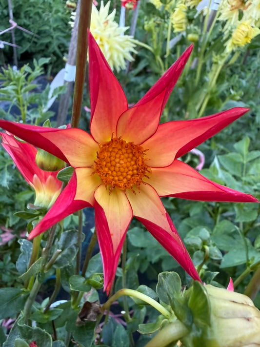 Dahlia - Bracken Astra