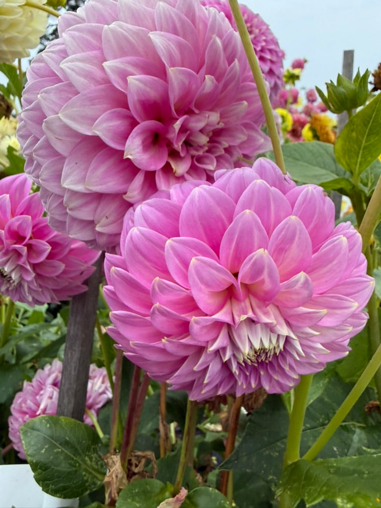 Dahlia - Kenora Tonya