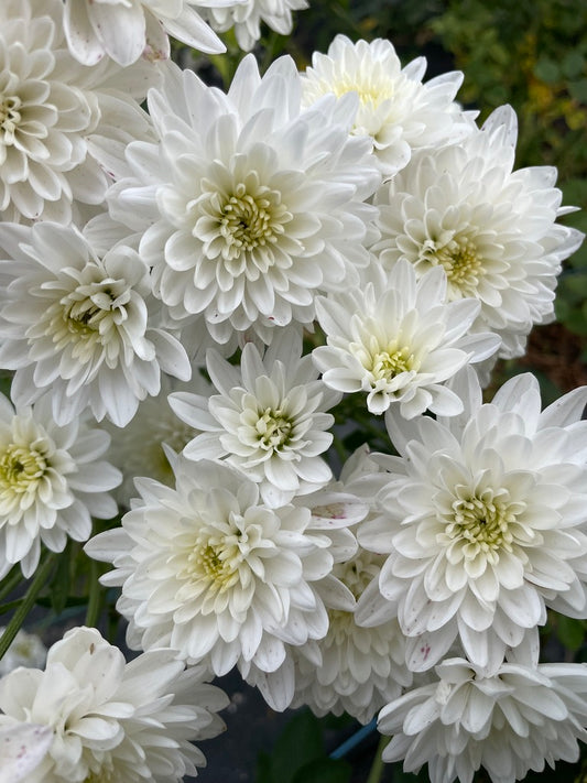 Heirloom Chrysanthemum - Rooted Cutting - Snowstorm