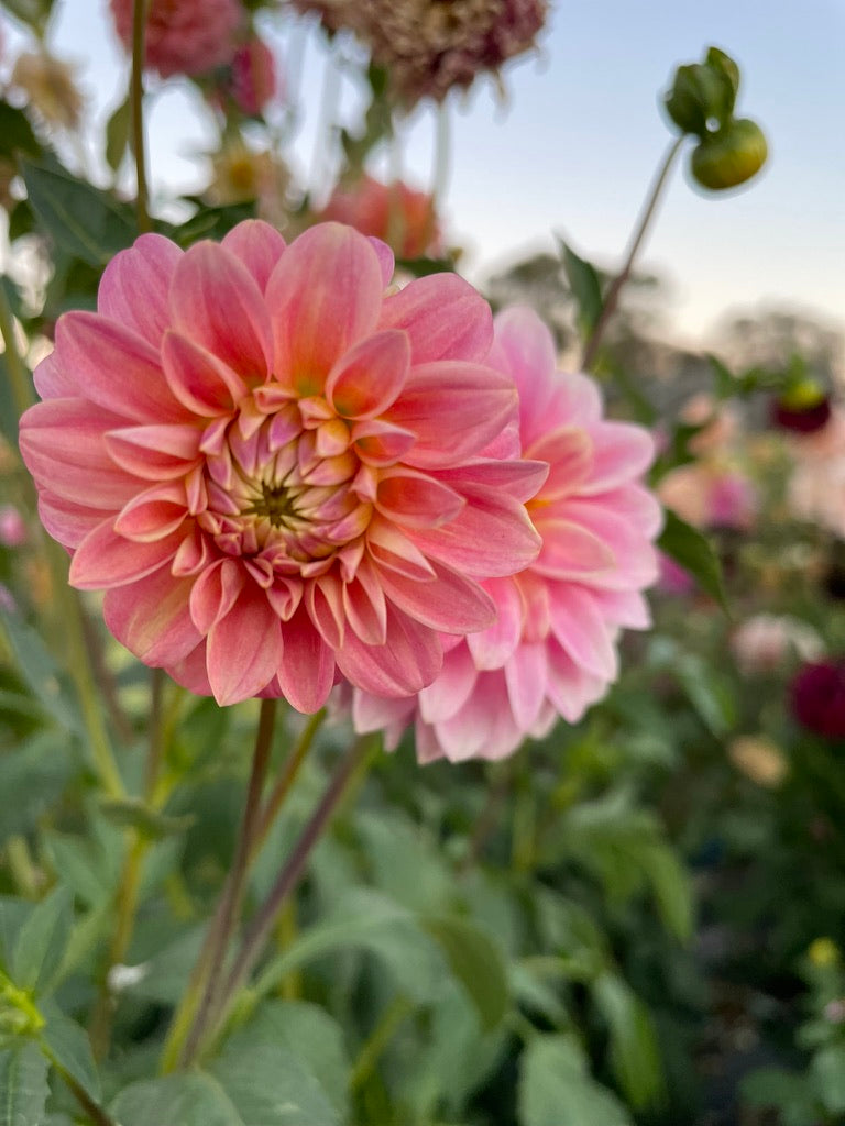 Dahlia - Florelie Strawberry Shortcake