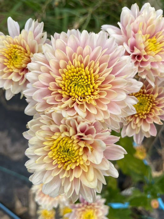 Heirloom Chrysanthemum - Rooted Cutting - Fortuna Duo