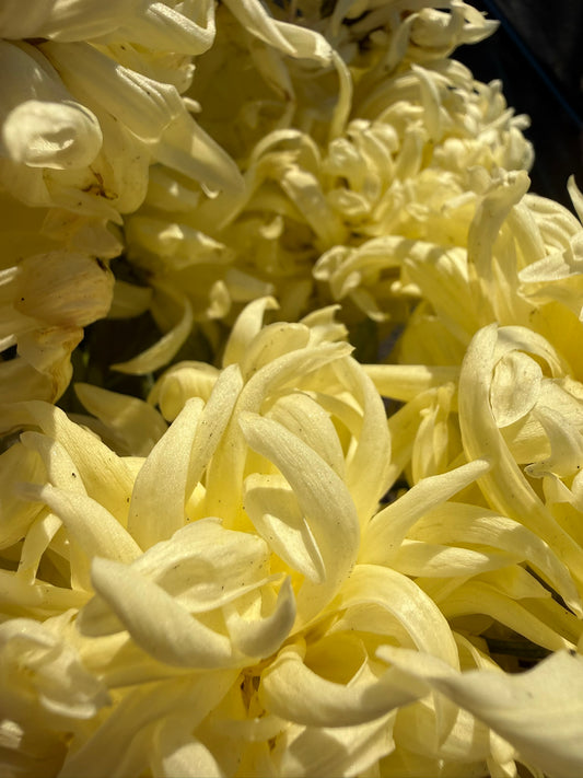 Chrysanthemum - Rooted Cutting - Primrose Supreme