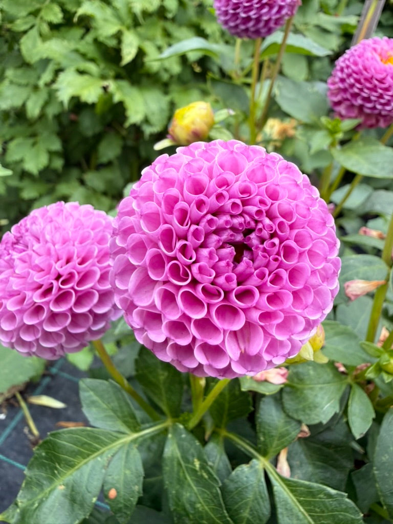Dahlia - Willow Borealis