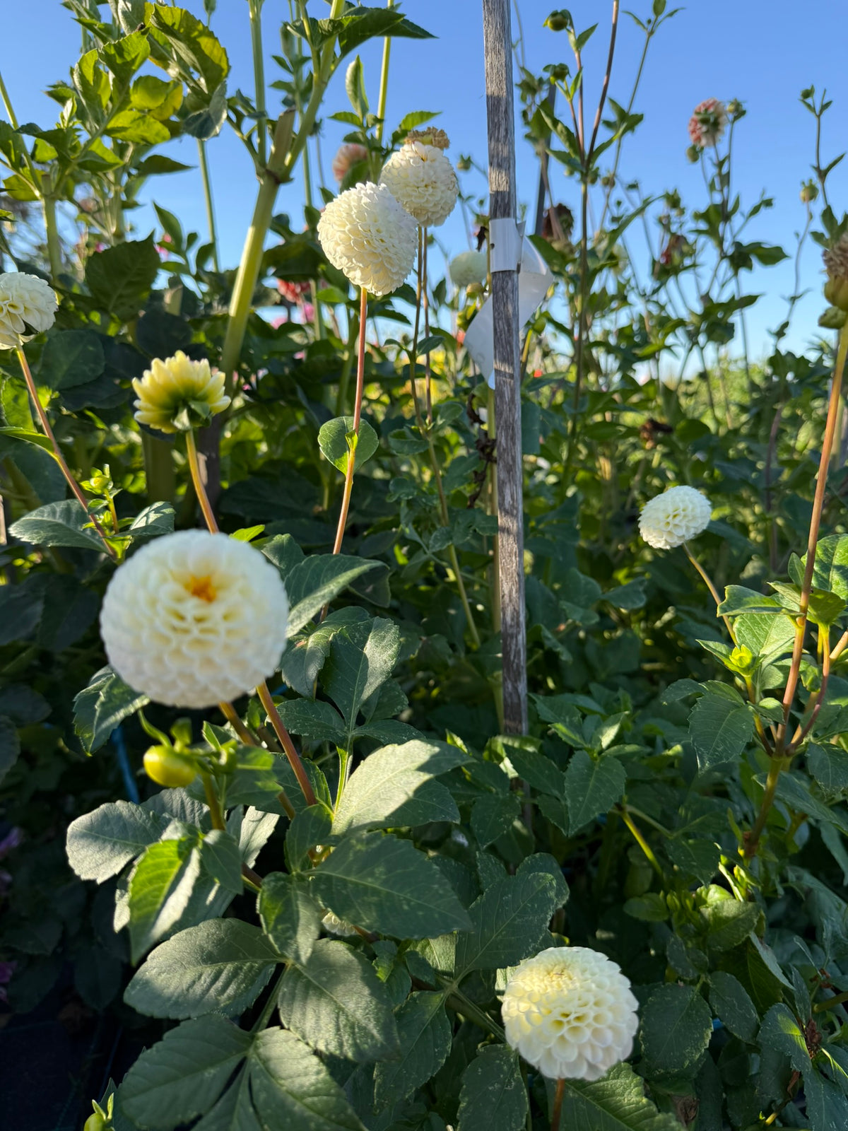 Dahlia - Bowen