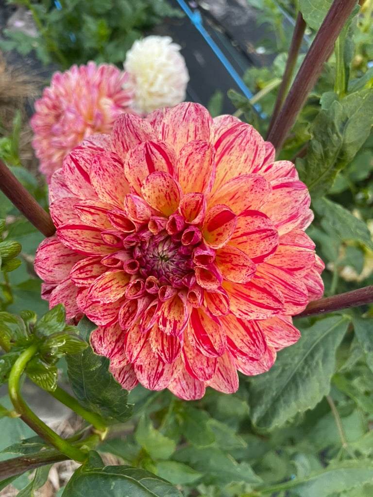 Dahlia - Marong