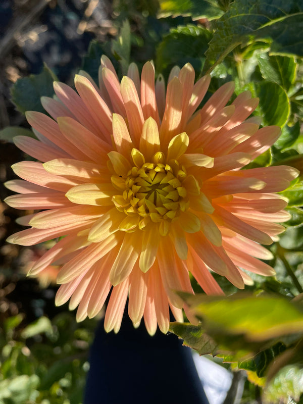 Dahlia Seed - Lakesland Sunet