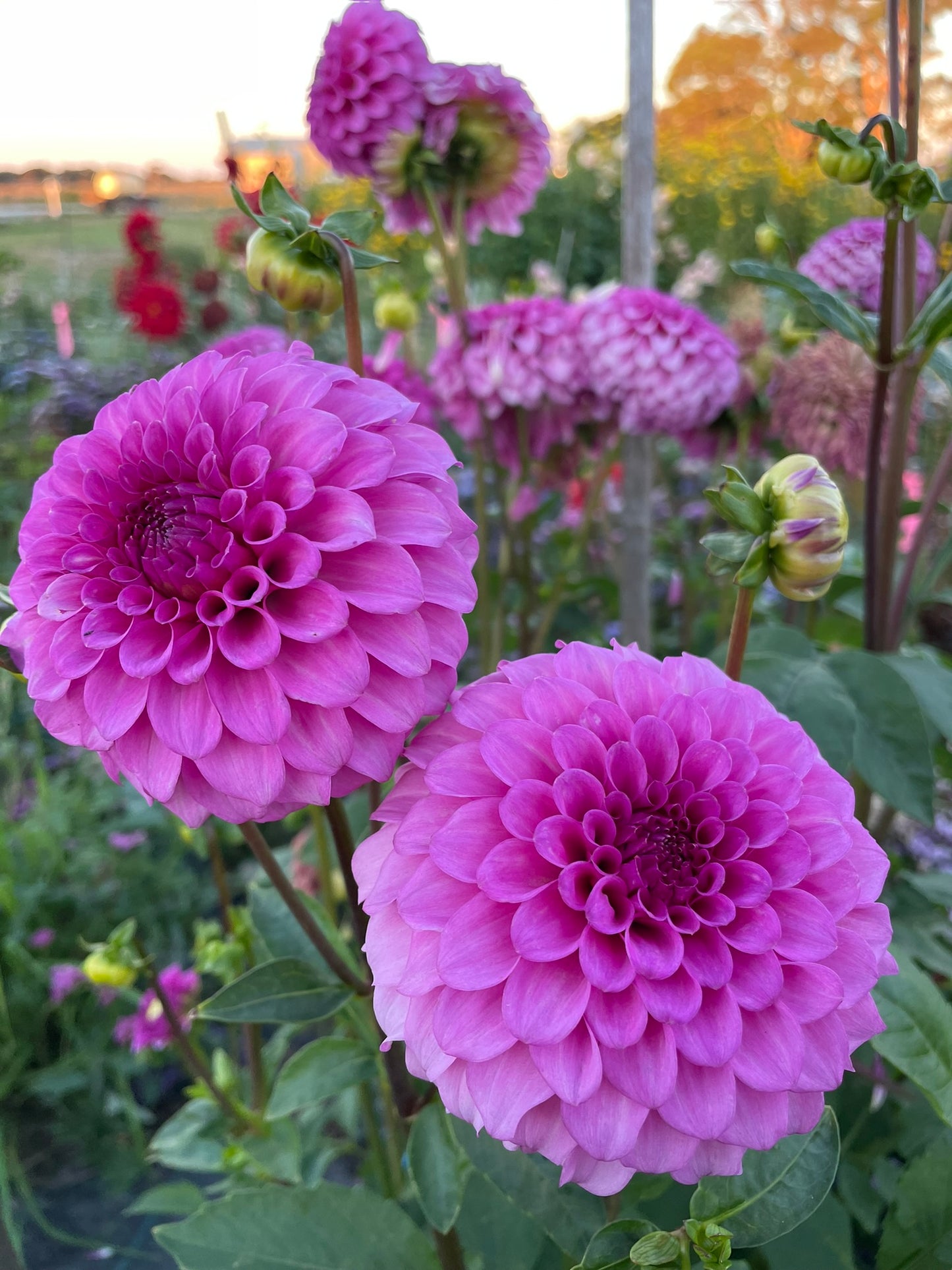 Dahlia - Glenmarc Connie