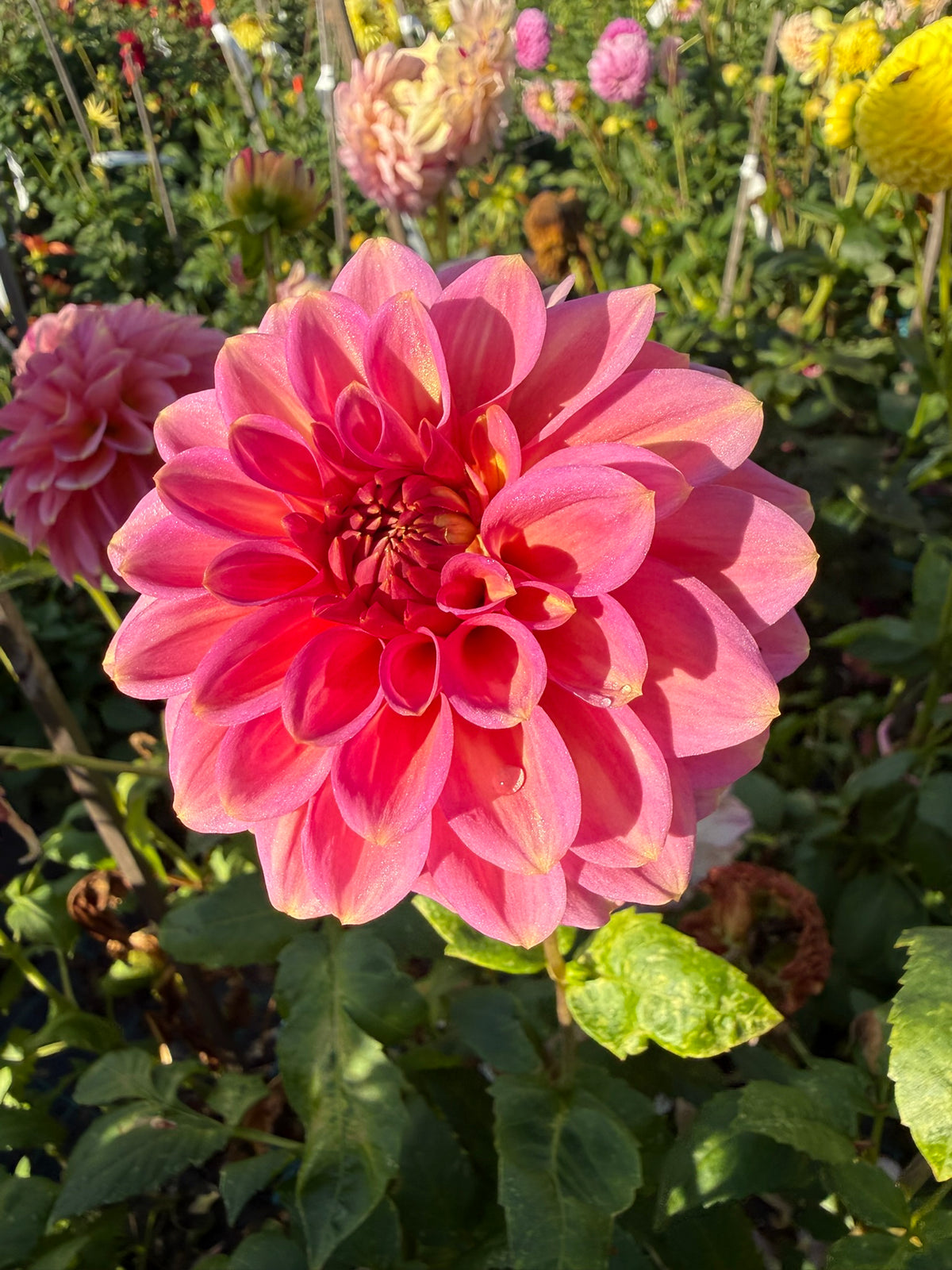 Dahlia - Sandra Dee