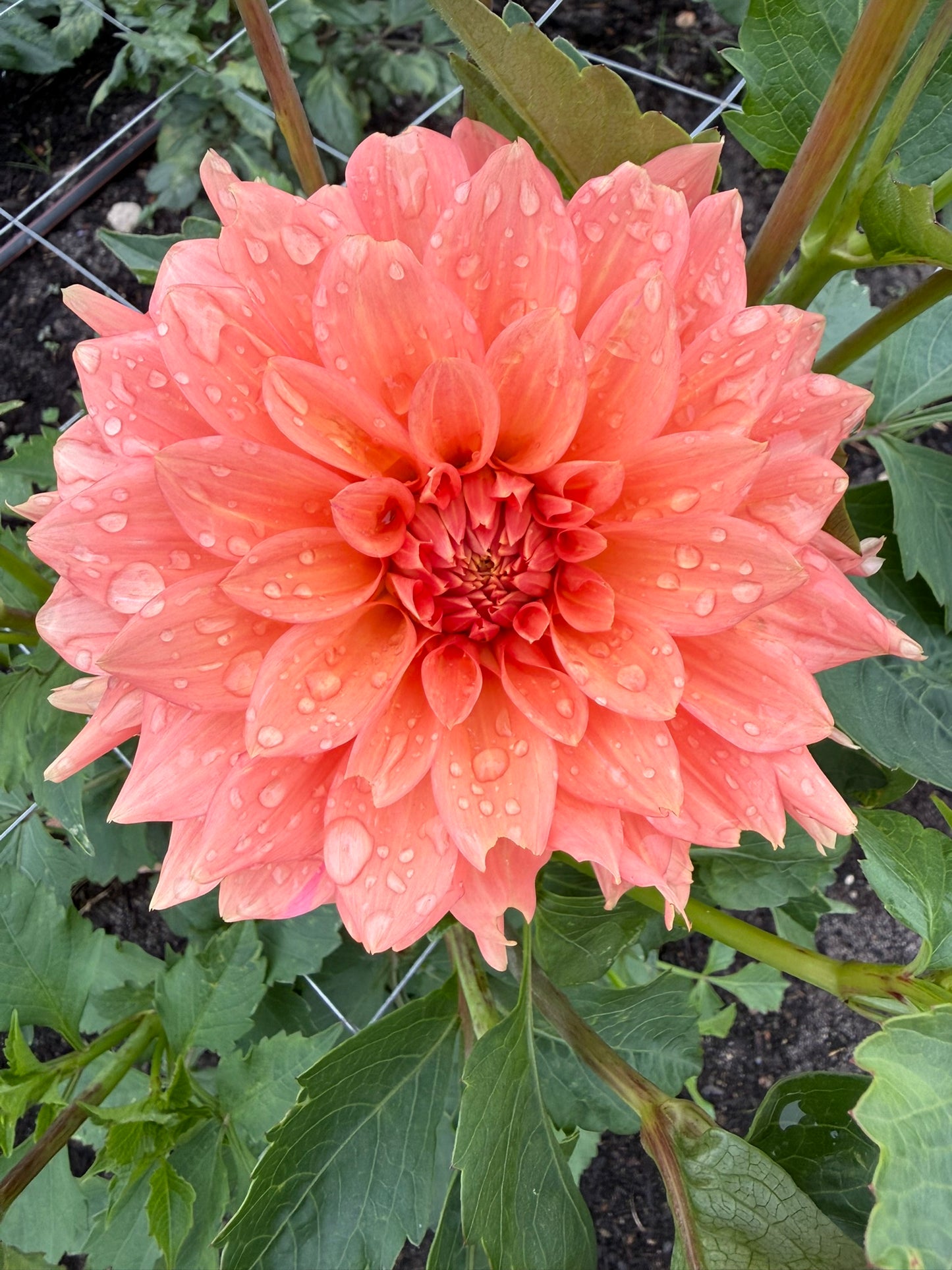 Dahlia - Darbro Palomino