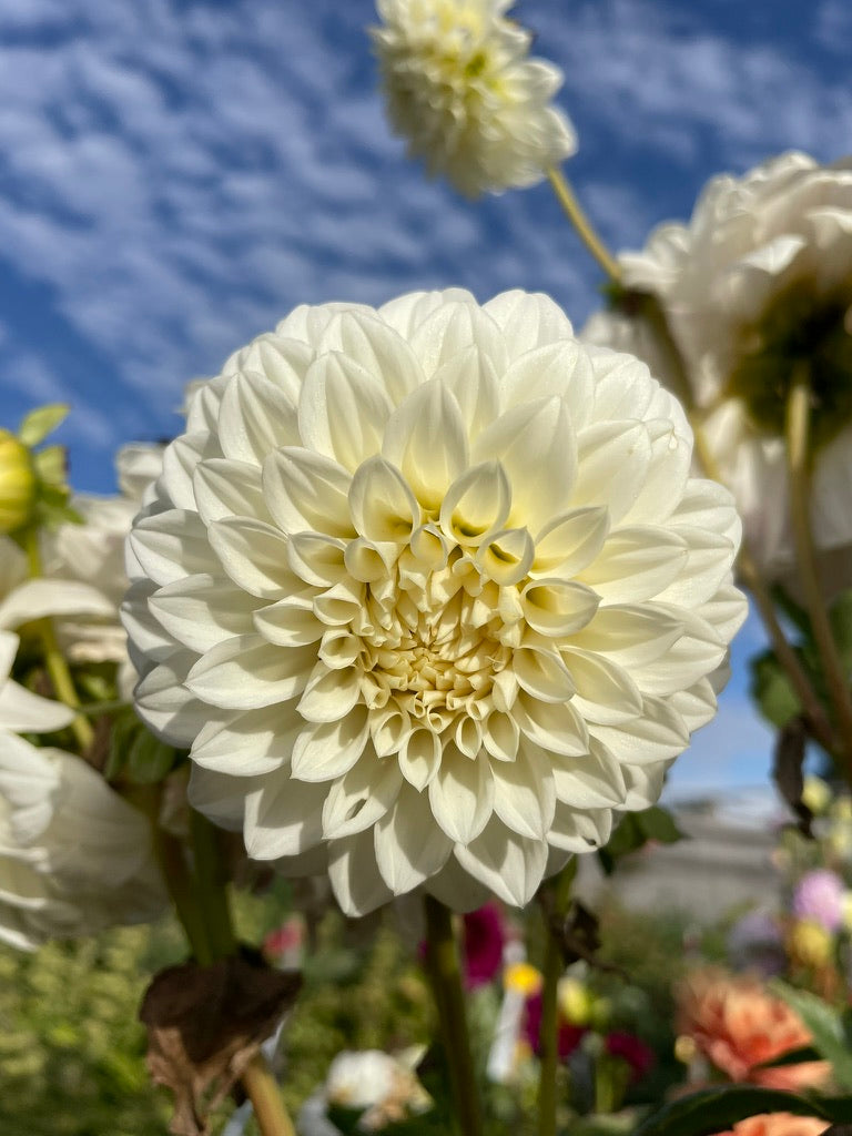 Dahlia - FBN Coconut Ice