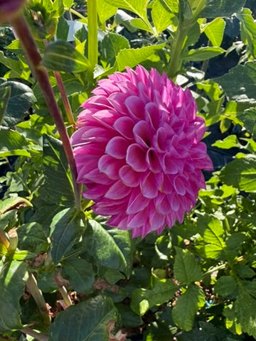Dahlia - Devon Saigon