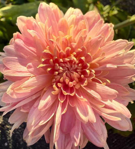 Chrysanthemum - Rooted Cutting - Pink John Wingfield