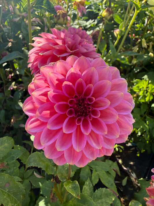 Dahlia - Sandra Dee