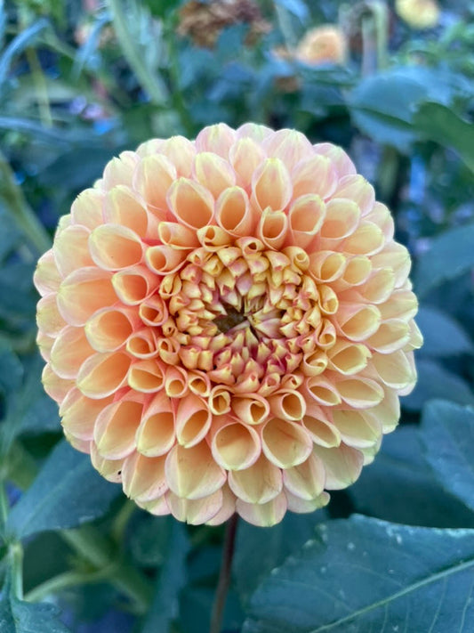 Dahlia Seed - Glenmarc Shirley
