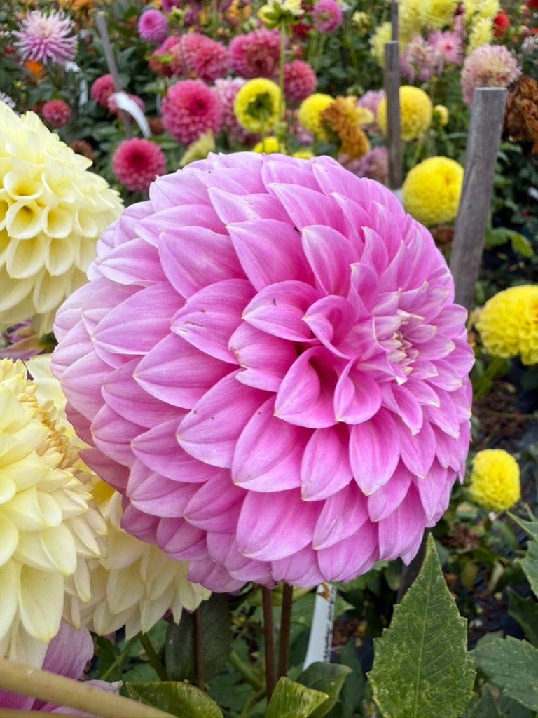 Dahlia - Kenora Tonya