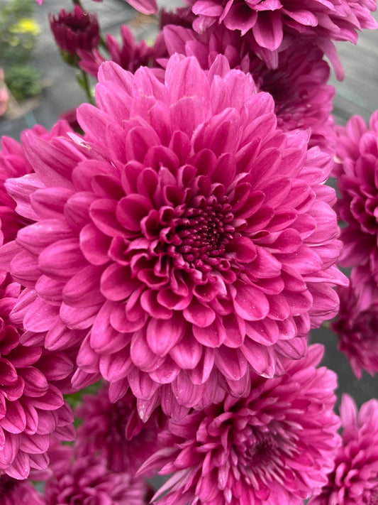 Heirloom Chrysanthemum - Rooted Cutting - Fortuna