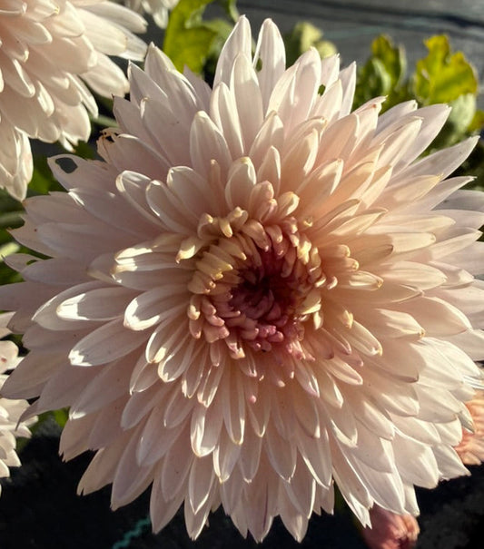 Chrysanthemum - Rooted Cutting - Pink Otomi