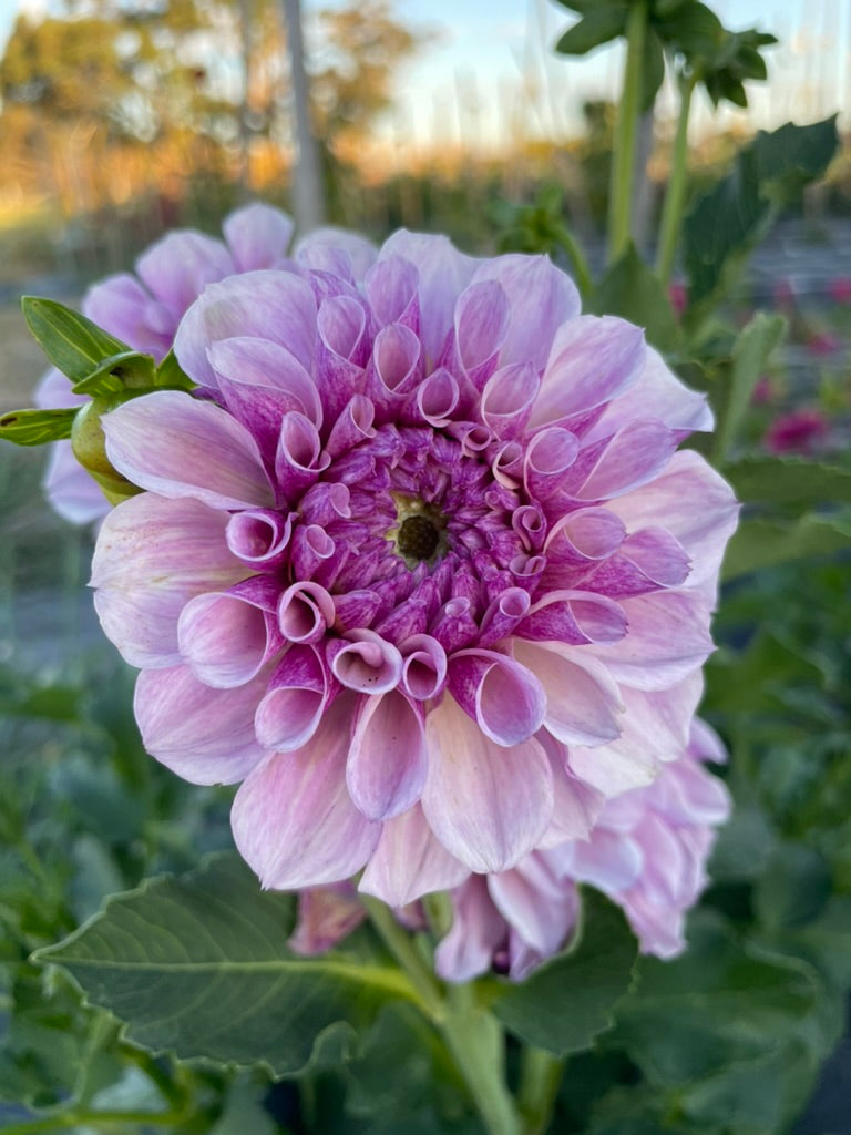 Dahlia - Jeff Bloom