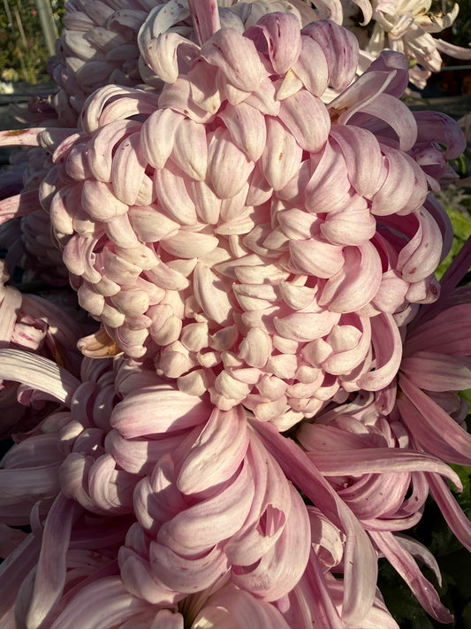 Chrysanthemum - Rooted Cutting - Kabuki