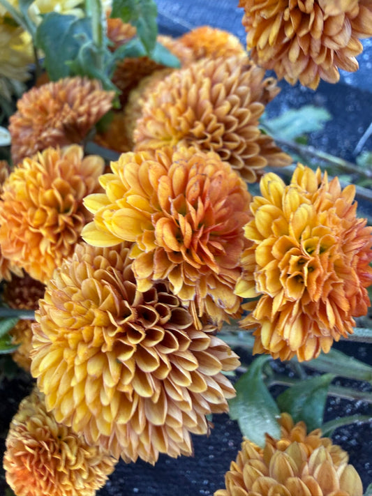 Chrysanthemum - Rooted Cutting - Fireball