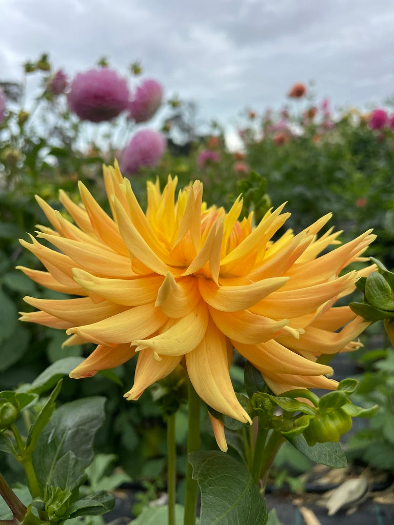 Dahlia - Moray Bronte