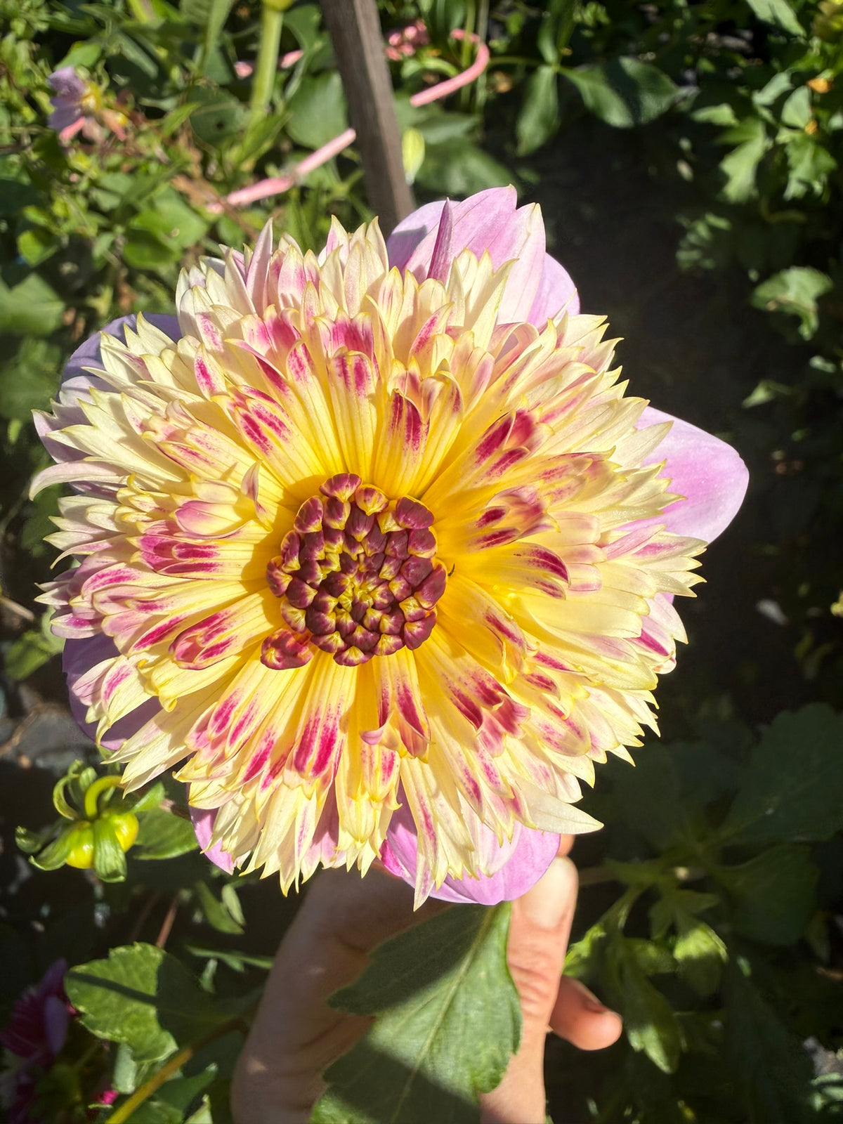 Dahlia - Mawak