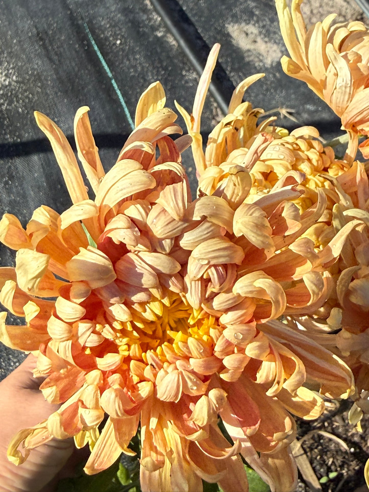 Chrysanthemum - Rooted Cutting - Kokka Gyensyu