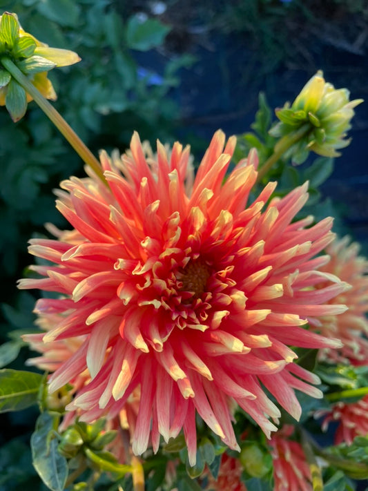 Dahlia - Tuscany