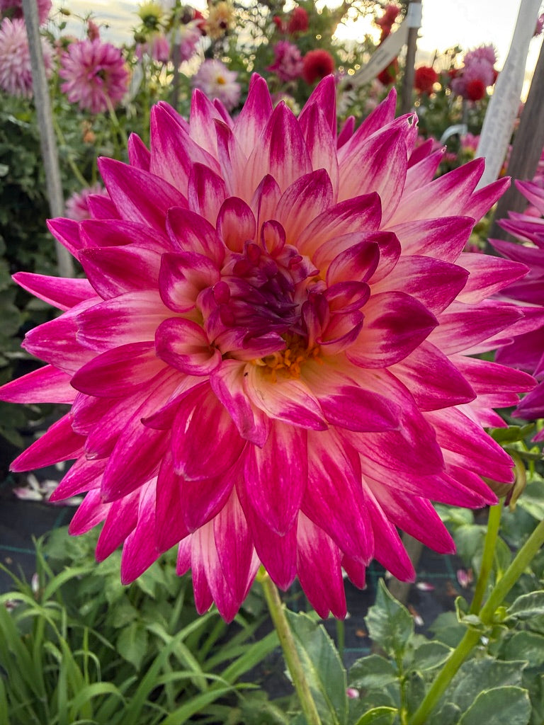 Dahlia - Winkie Carnival