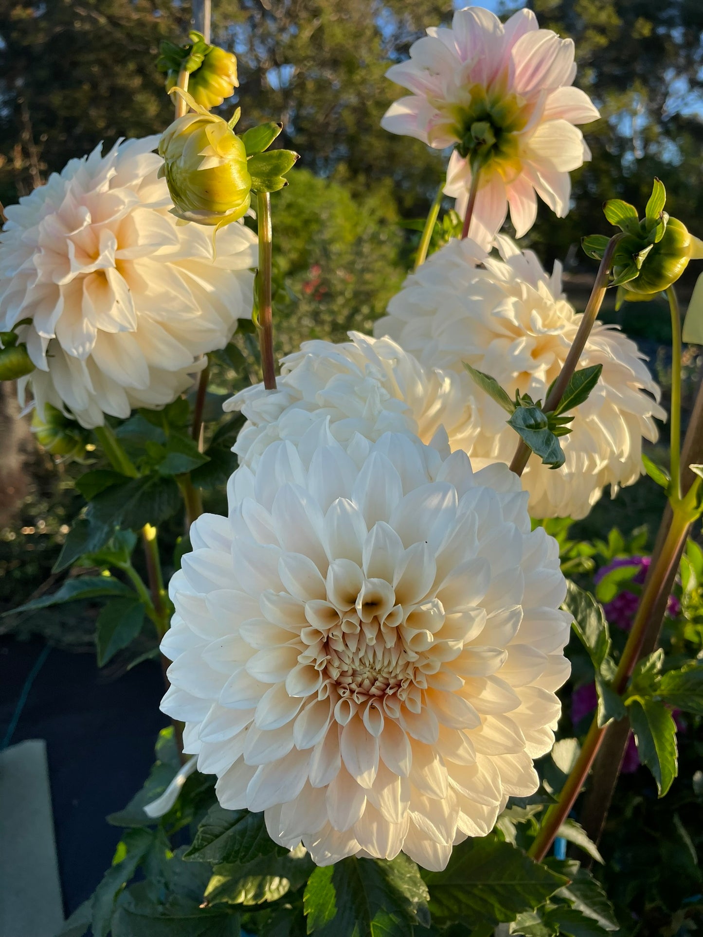 Dahlia - Coconut Ice