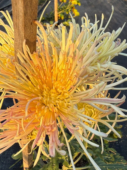 Heirloom Chrysanthemum - Rooted Cutting - Perfect Accent