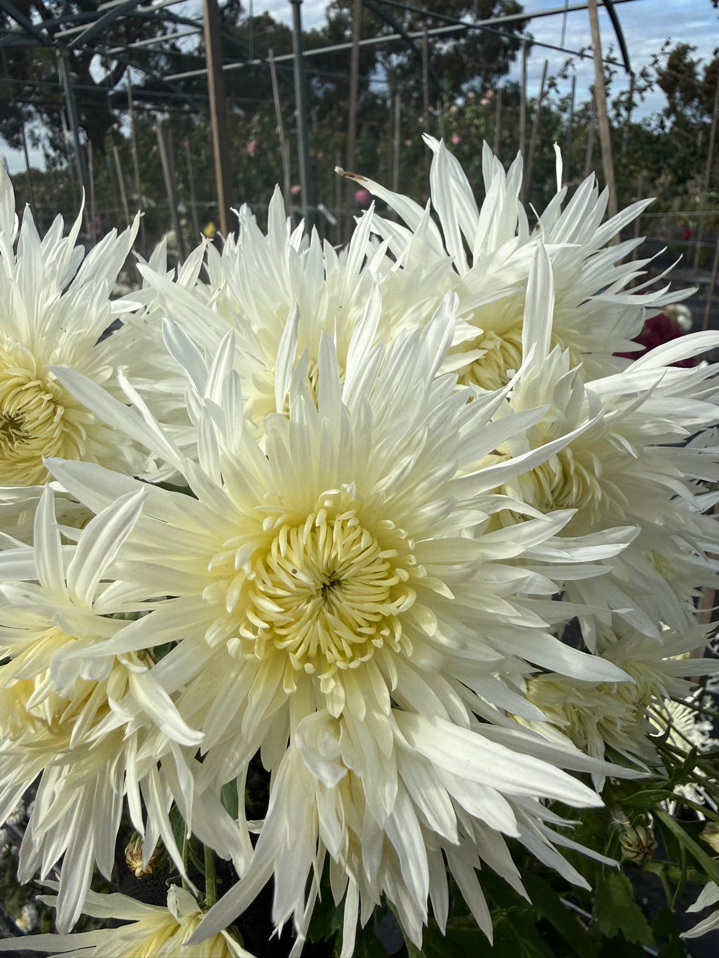 Chrysanthemum - Rooted Cutting -Koh Lan