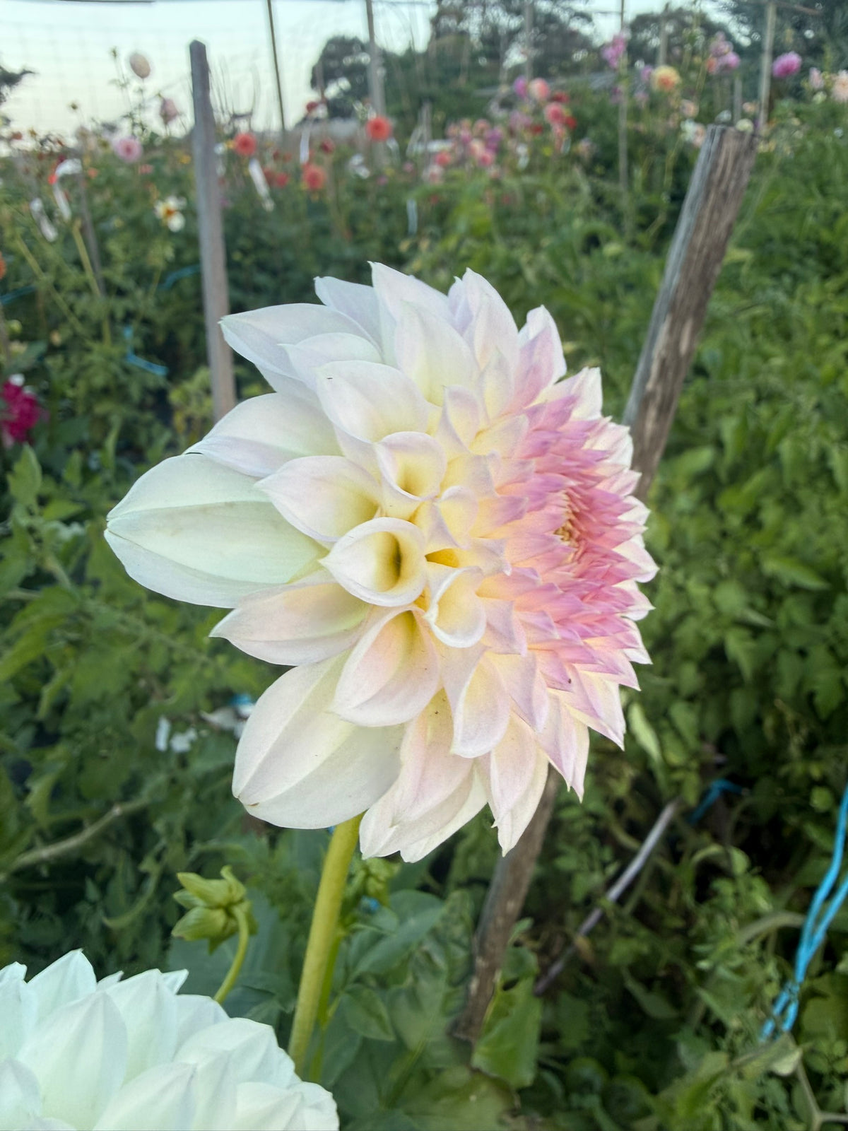 Dahlia - Painted Lady
