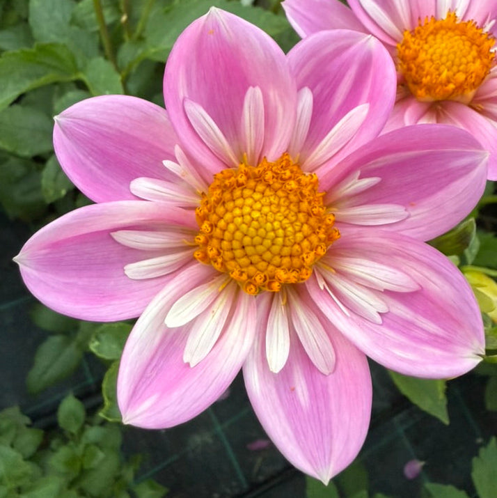 Dahlia - Bloomquist KellyAnne