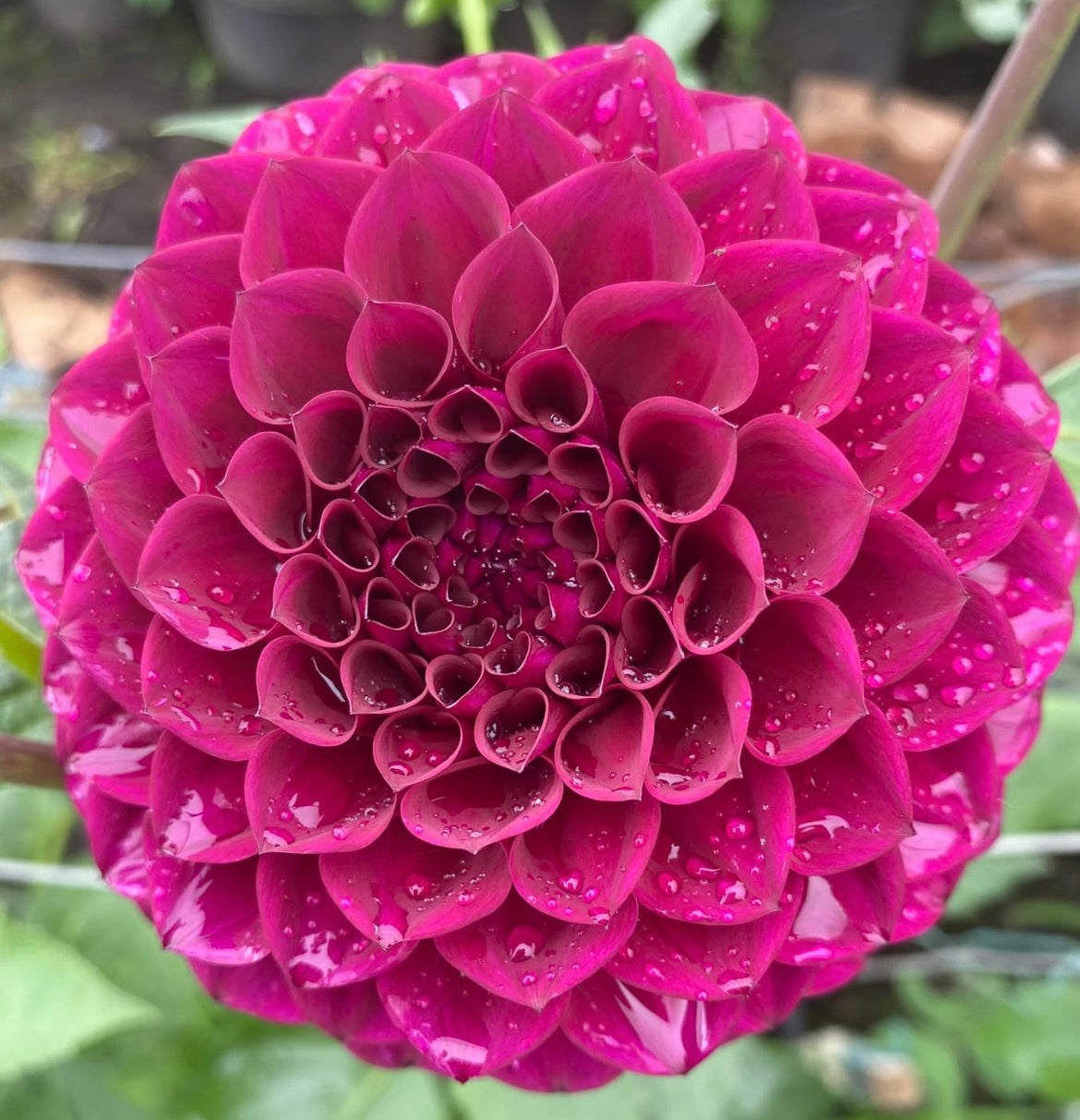 Dahlia - Winkie Raven