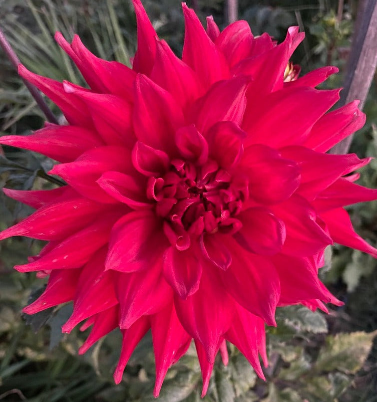 Dahlia - Red Red Red