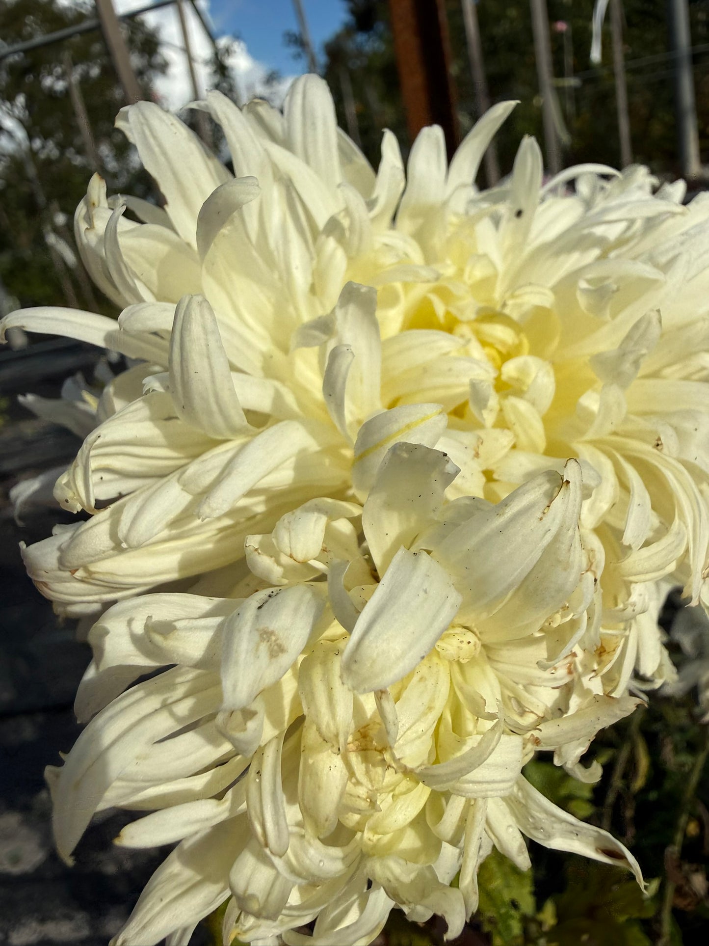 Chrysanthemum - Rooted Cutting - Anastasia