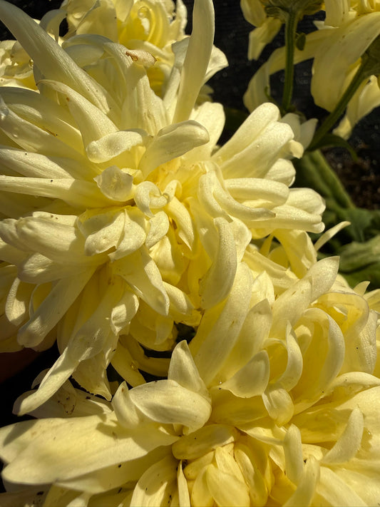 Chrysanthemum - Rooted Cutting - Stoakes Rustic