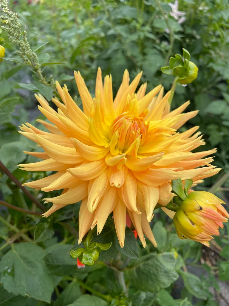 Dahlia - Moray Bronte