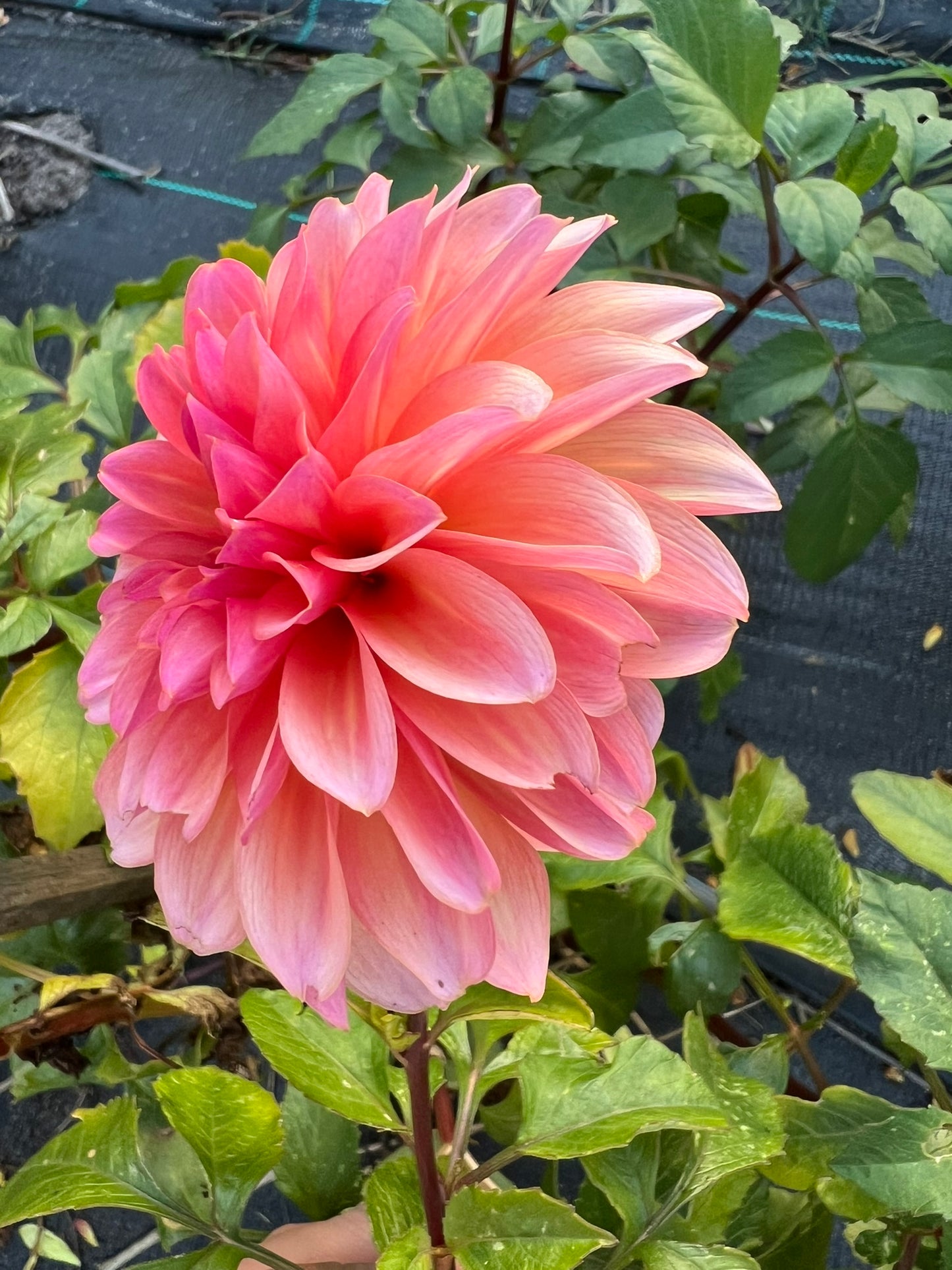 Dahlia - Pale Sunset