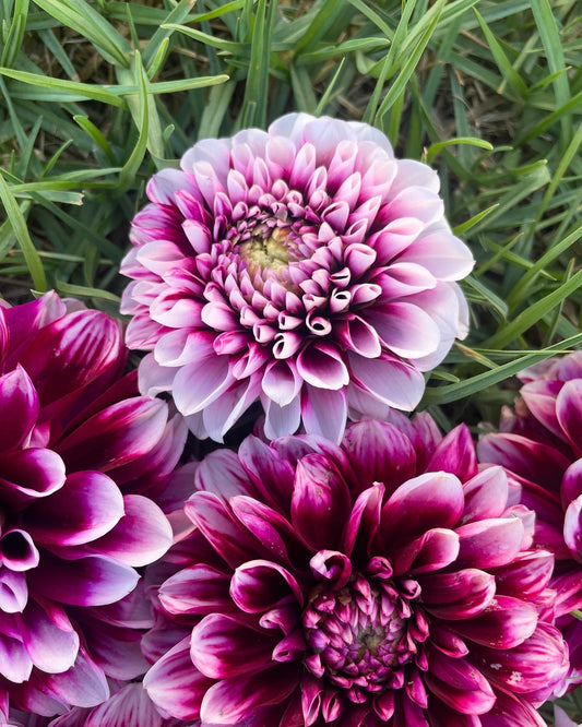 Dahlia - Edinburgh