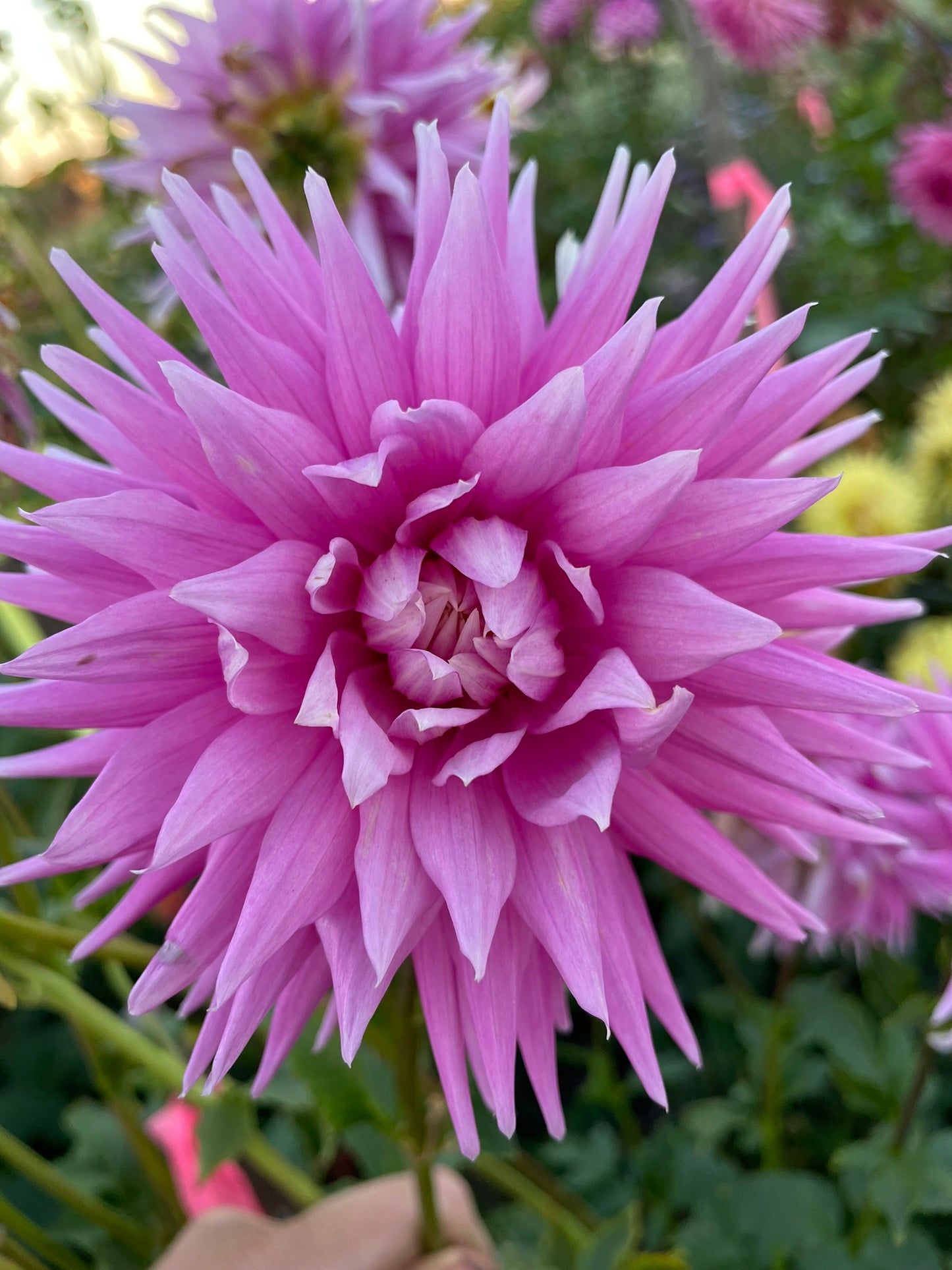 Dahlia - Glenmarc Sensation