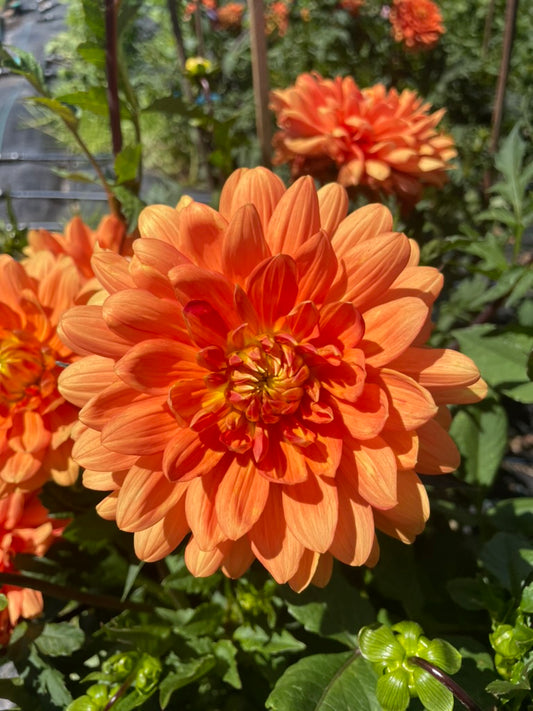 Dahlia - Meadow Lea