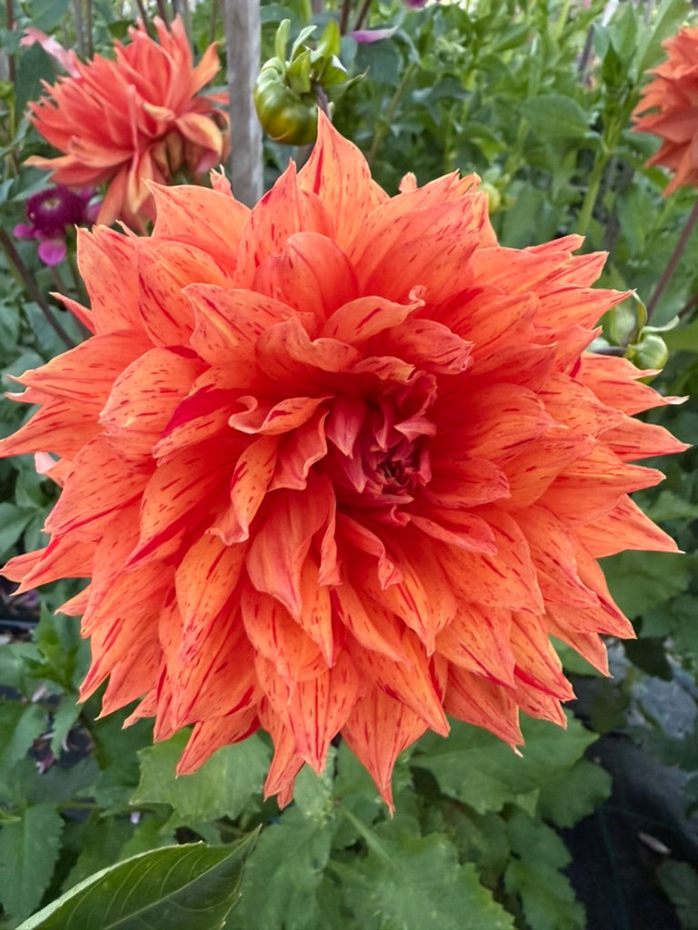 Dahlia - Jacqueline